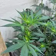 cosmic cheddar f1 revegetation