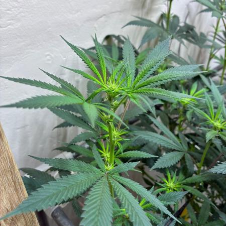 cosmic cheddar f1 revegetation