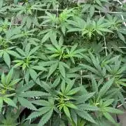 cosmic cheddar f1 revegetation