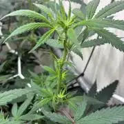 cosmic cheddar f1 revegetation