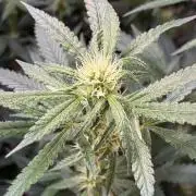 cosmic cheddar f1 revegetation