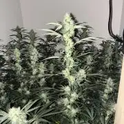 cosmic cheddar f1 revegetation