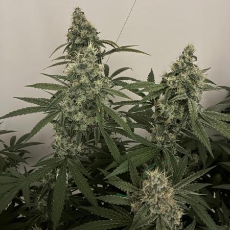 cosmic cheddar f1 revegetation