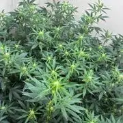 cosmic cheddar f1 revegetation