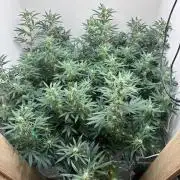 cosmic cheddar f1 revegetation