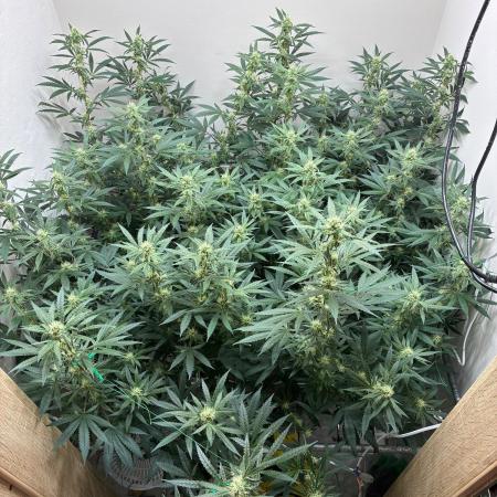 cosmic cheddar f1 revegetation