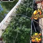 LemonMandarin