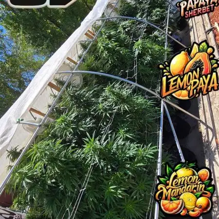LemonMandarin