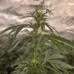 Gorilla Z Auto