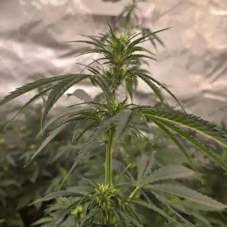 Gorilla Z Auto