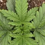 Z-Up Auto