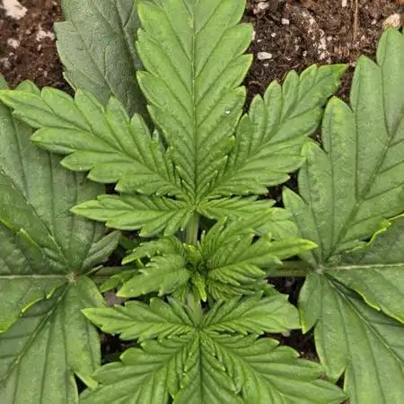 Z-Up Auto