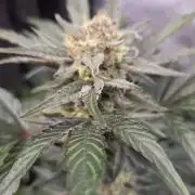 MangoFrostAuto