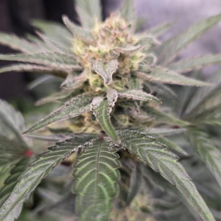 MangoFrostAuto