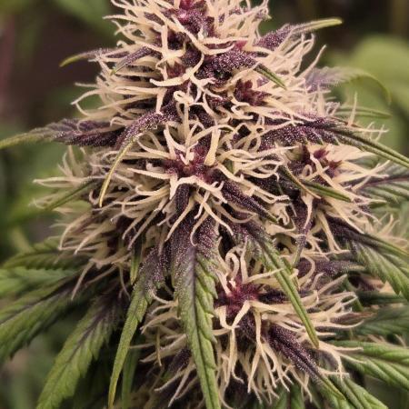 Banana Purple Punch Auto (RF3)