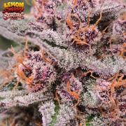 LemonCherrySundaeAuto