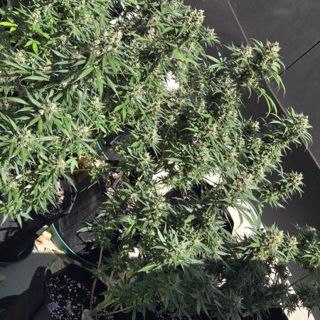 BananaGuavaAuto