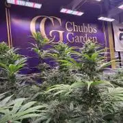 BananaFrostAuto