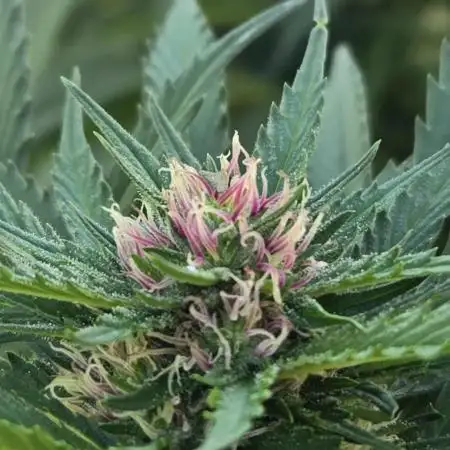RainbowMelon