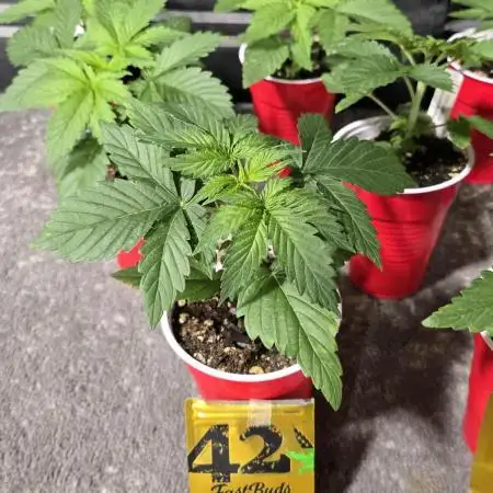 LemonMandarin