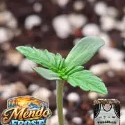 Mendo Frost Auto