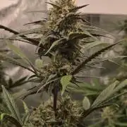 GuavaRuntzAuto