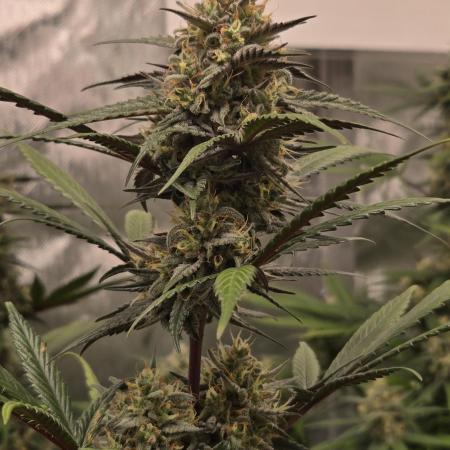 GuavaRuntzAuto