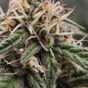 MendoGuavaAuto