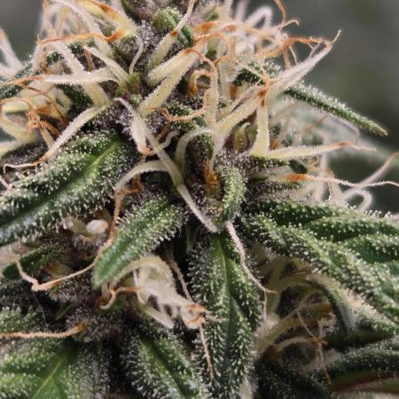MendoGuavaAuto