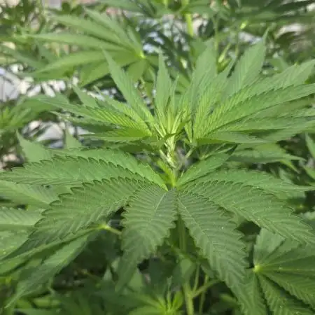 GorillaMelon