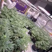 MangoCherryRuntzAuto