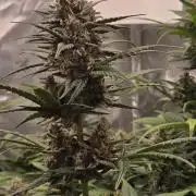 MendoGuavaAuto