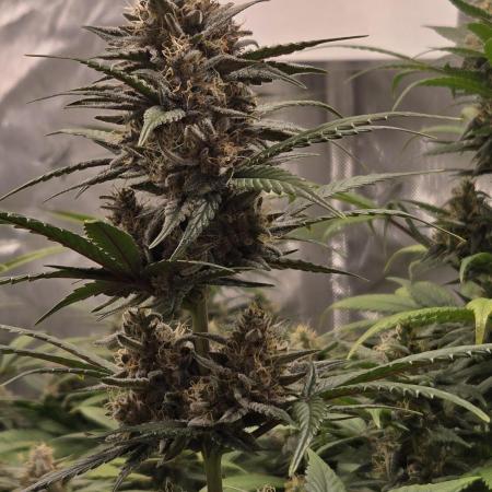 MendoGuavaAuto