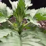 PapayaCookiesAuto