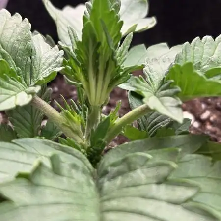 PapayaCookiesAuto