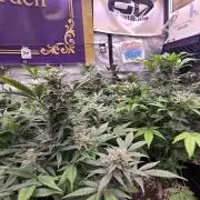 Sundae Frost Auto