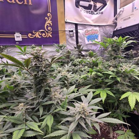 Sundae Frost Auto