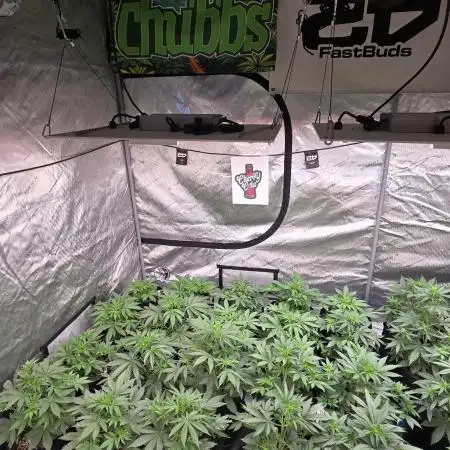 CherryCola Auto
