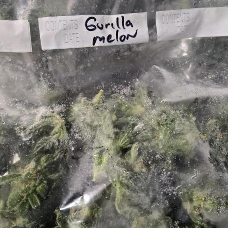 GorillaMelon