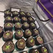 CherryColaAuto (RF3)