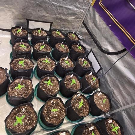 CherryColaAuto (RF3)