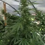 GG4/Sherbet Fast Flowering