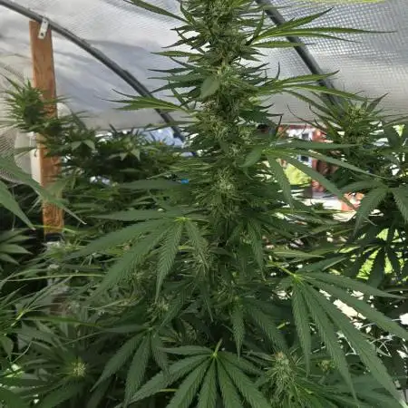 GG4/Sherbet Fast Flowering