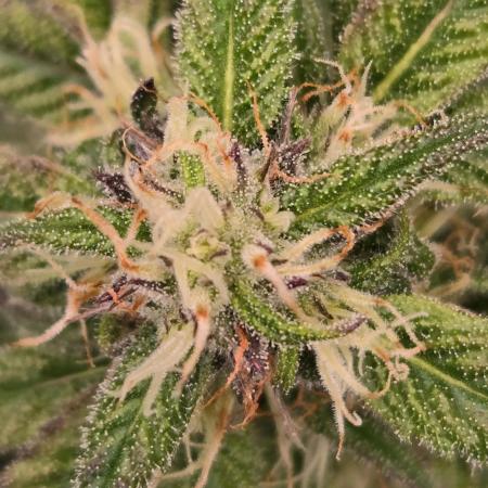MangoFrostAuto