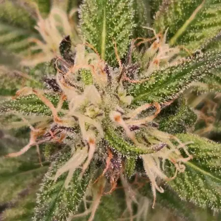 MangoFrostAuto