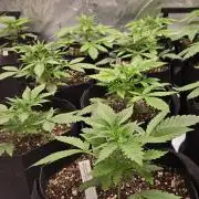 MendoGuavaAuto