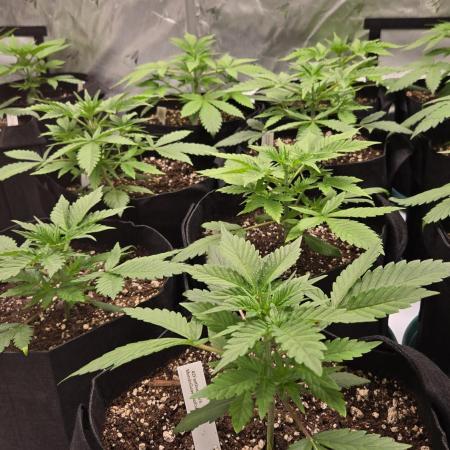 MendoGuavaAuto