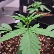 MangoCheeryRuntzAuto
