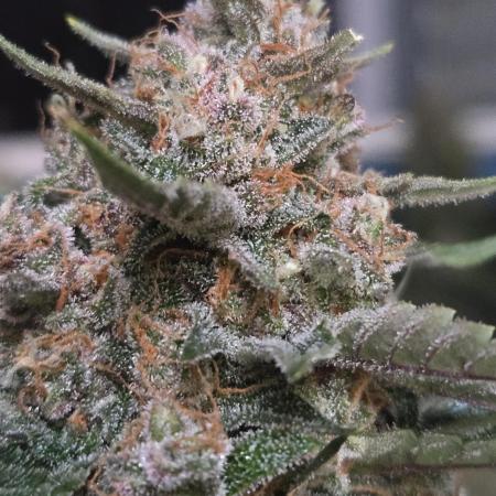 PurpleHaze Auto