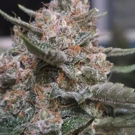 PurpleHaze Auto